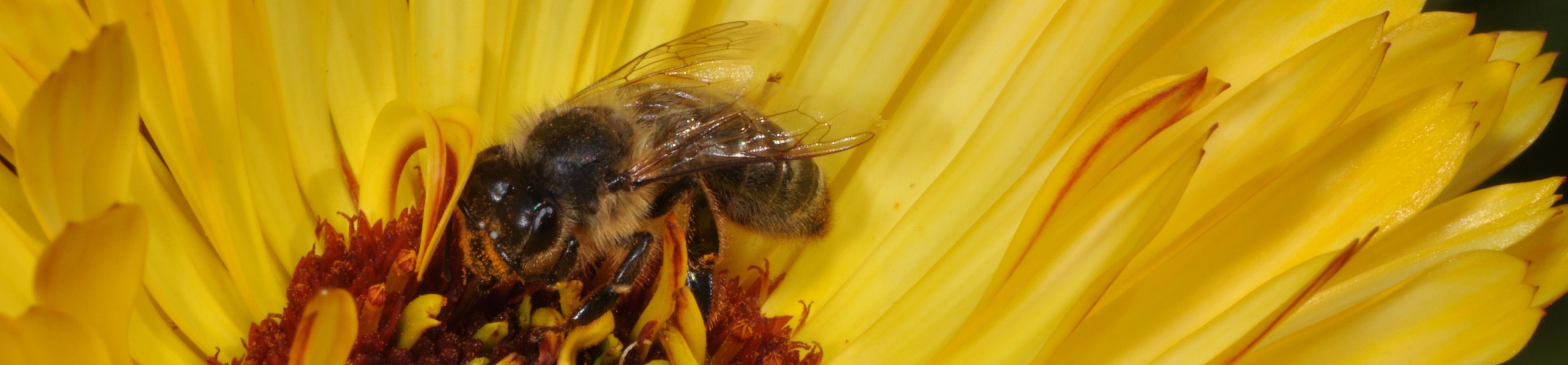 Ringelblume%20mit%20Biene19.JPG